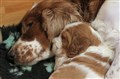 fanny sover med valp-17.JPG